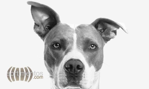 7 dicas para proteger seu cão dos fogos de artifício